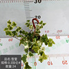 The base is directly supplied to Xueying Xuejun Changchun vine hanging small green plants to nourish INS net red climbing vine plants