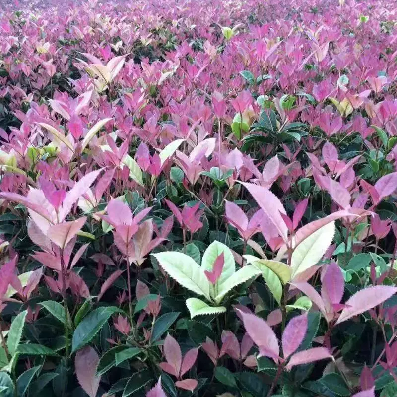 重庆五彩桂花苗绿化苗批发 西南绿化苗贵州五彩桂花苗四川绿化苗