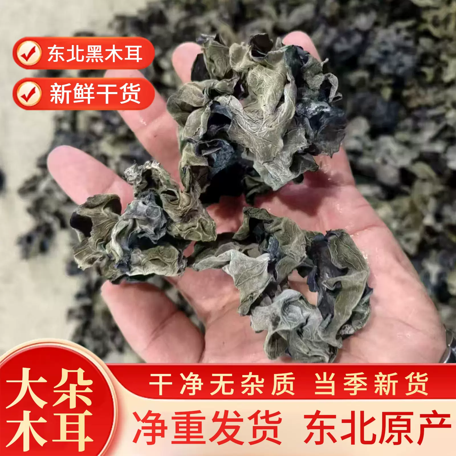 黑木耳东北特产木耳干货一件代发产地直供一手货源大朵无根黑木耳