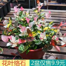 ���~�jʯ�������Բ��~�jʯ���m�ļ������͟��ͺ�ֲ��ͥԺ�Gֲ����