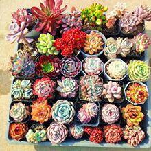 ����ֲ��M���ײ� �����Ѩ�P�� ���w���B�҃��̨���ܾGֲİ�ϻ�