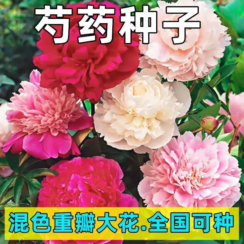 Семена двуцветкового пионника с крупными цветками легко выращивать в горшках в любое время года. Семена розеллы — это богатые цветочные семена для внутреннего двора.