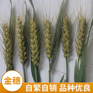 Наша компания давно поставила пшеницу-семян-бейджинг цветок № 9, Sui заполнен