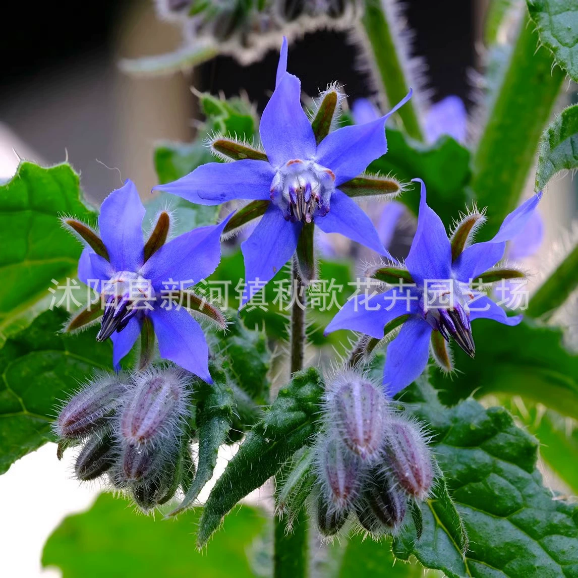 Семена бурачника Синие цветы ваниль Семена цветов Балкон Сад Садоводство в горшке Весенний посев Легко сеять весенние семена