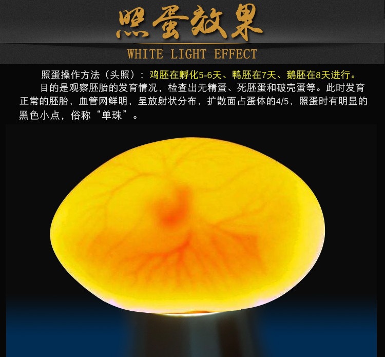 LED flashlight-style egg inspection light, strong cold light, fully automatic, for inspecting small eggs and turtle incubation