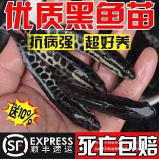 ���~�絭ˮ�Bֳʳ�ú��B���k��ؔ�~����w��ˮ�^�p�~С���l�����l