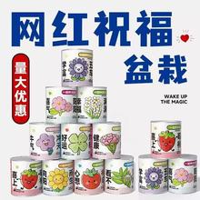 六一儿童节礼物易拉罐盆栽迷你小绿植学生开学礼物儿童种植盆栽