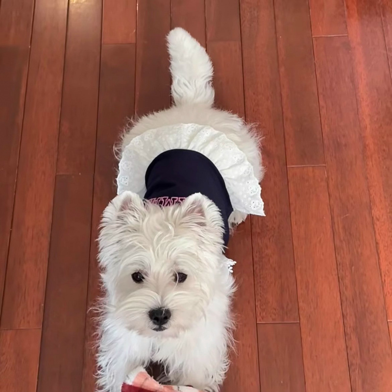 Ropa para mascotas Primavera y verano Chicas calientes transpirables de encaje camisola perro Teddy Bichon Perro pequeño Bomei