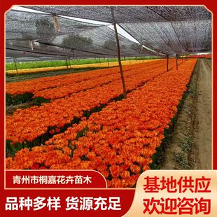 Base Wholesale Four-Season Flowering Good Feeding Tulips Potted Flower Bed Original Soil Flower Seedlings Balcony Florals Tulips