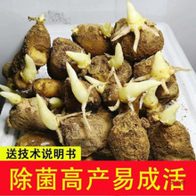 ɽ�|�����N�ӽ��N�󽪎�ѿ�н����S�������С�S����ѿ