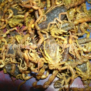 Traditional Chinese MEDICINE BUTHUS MARTENSI KARSCH SCORPIO