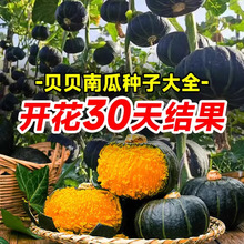 高产绿贝贝迷你小南瓜种孑板栗农家蔬菜籽四季苗春秋蔬菜种子