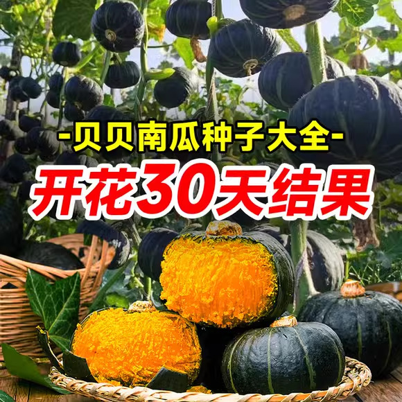 High-Yielding Green Beibei Mini Pumpkin Seeds, Chestnut Farm Vegetable Seeds, Four-Season Seedlings, Spring & Fall Vegetable Seeds