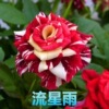 Rose seeds four seasons of indoor potted flowers seeds, all kinds of easy -to -grow live outdoor flowers green plant flower seeds