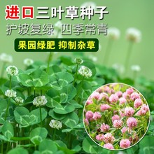 白三叶多年生匍匐型抗病耐寒高密度覆盖绿化工程草坪绿肥果园种子