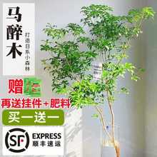 水培植物客厅鲜切枝绿植盆栽室内日本吊钟马醉木条鲜花瓶进口平替