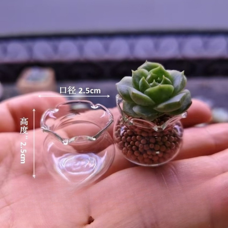 【多肉植木鉢ミニガラス】レース水槽親指鉢高颜値花園バルコニー超萌えかわいいフレッシュ|undefined