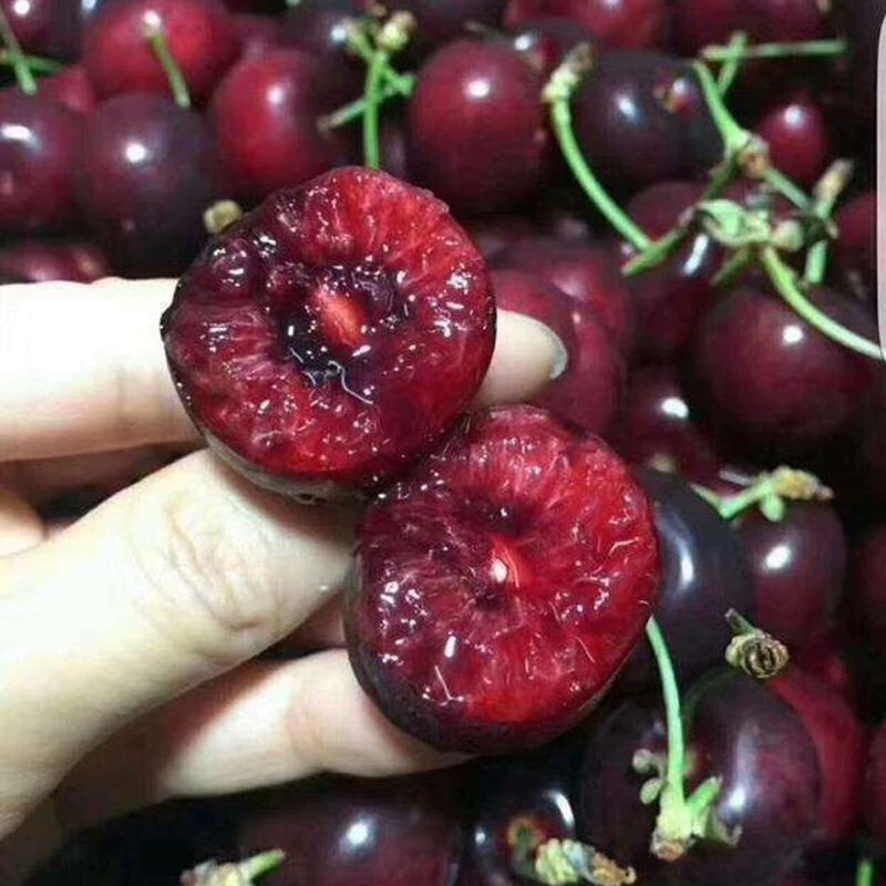 Оптовые вишневые семена, крупные вишневые семена, горшечные растения горной вишни, посадка на дворе, саженцы вишни и семена для посадки на севере и юге.