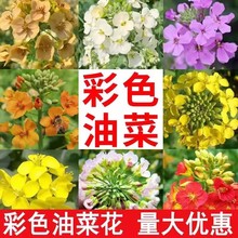 �^�p��ɫ�Ͳ˻����|�Ͳ˻��N������Ͳ��ѷN�Ӹ߮aե�ʹ��ﲥ����