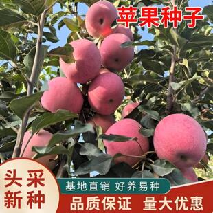 �O���������Ϸ������Nֲ���Ա������O�����ӻ��簫�����䮔��Y��