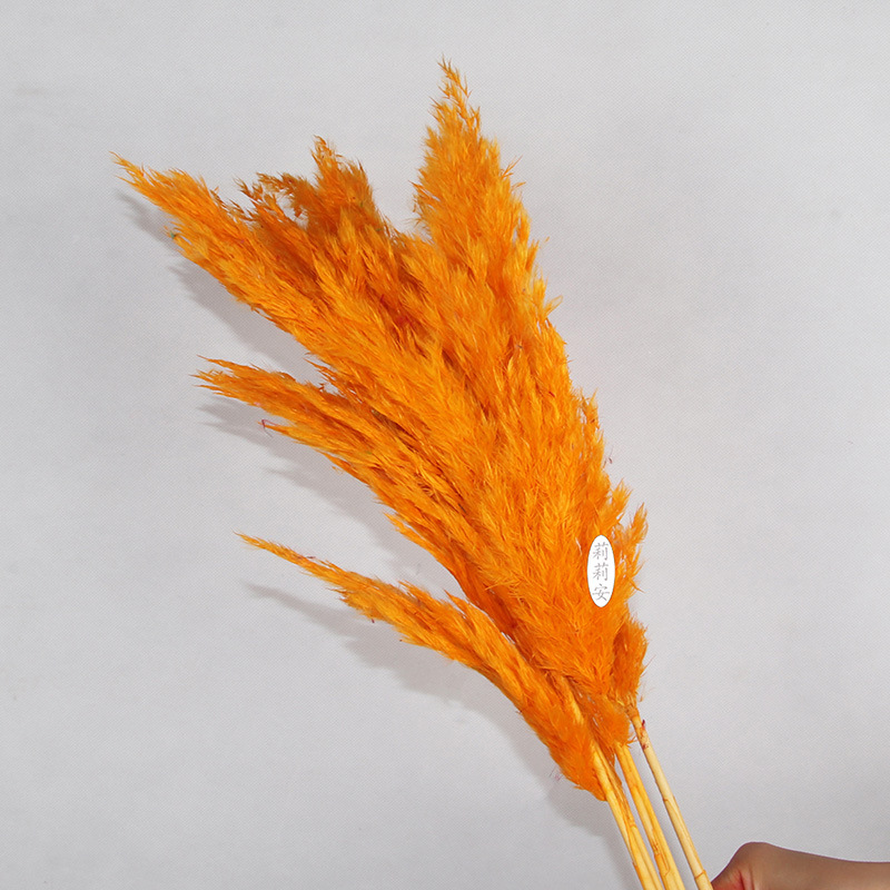 오렌지(5개/묶음)