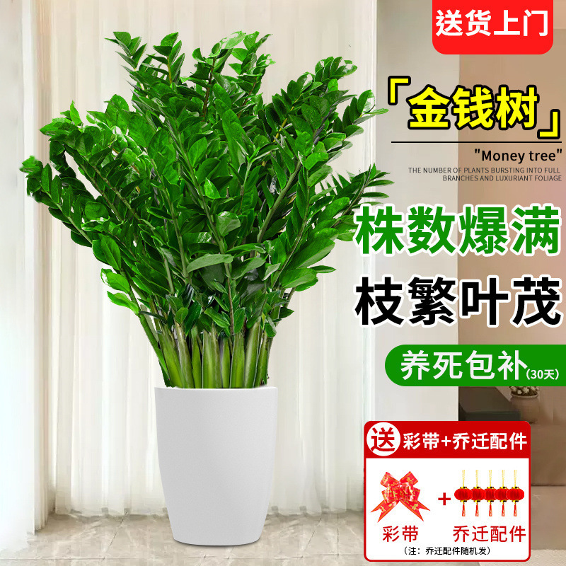 Indoor Plants, Large Money Tree Potted Plants, Living Room, Easy to Grow, Green Plants, Money String Bonsai, Small Money Tree