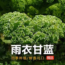 羽衣甘蓝种子种籽食用秋冬季紫色蔬菜种孑春季四季小院盆栽菜种植