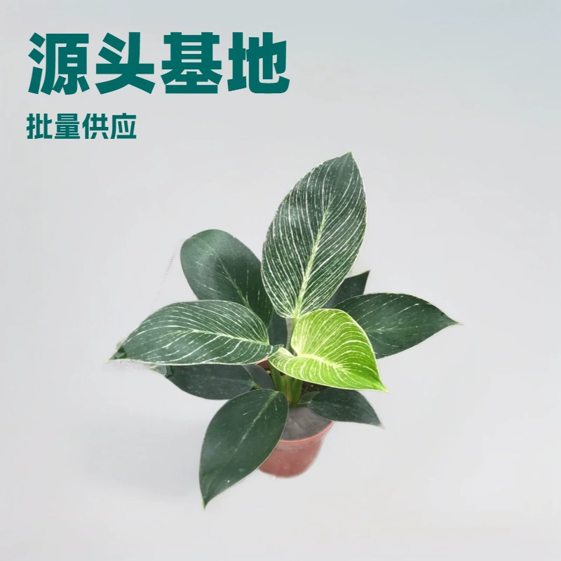 База поставляет комнатные мини-растения в горшках оптом от поставщика 110. # Оптовая продажа зеленых растений для офиса в форме бриллианта, платиновые, долговечные и декоративные