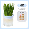 New cat grass potted laziness -free waterless hydroponic planting box cat grass pot wheat particle cultivation plate cup set wholesale