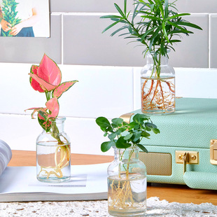 ˮ��Gֲ�҃ȾGֲ�ļ�ˮ�Bˮ���G�}���F��t�����������滨��ֲ��