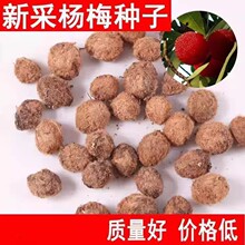 ���l��ľ�N�ӗ�÷��N�Ӯ����·N����ľ�N�ӹ���N�ӗ�÷����N��