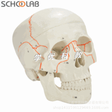1:1�t�W�̌W���wģ���^���^�B�ǽ��ʘ˱�������ģ�ͳ����^��