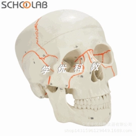 医药教学器材;生物教学器材;其他口腔护理