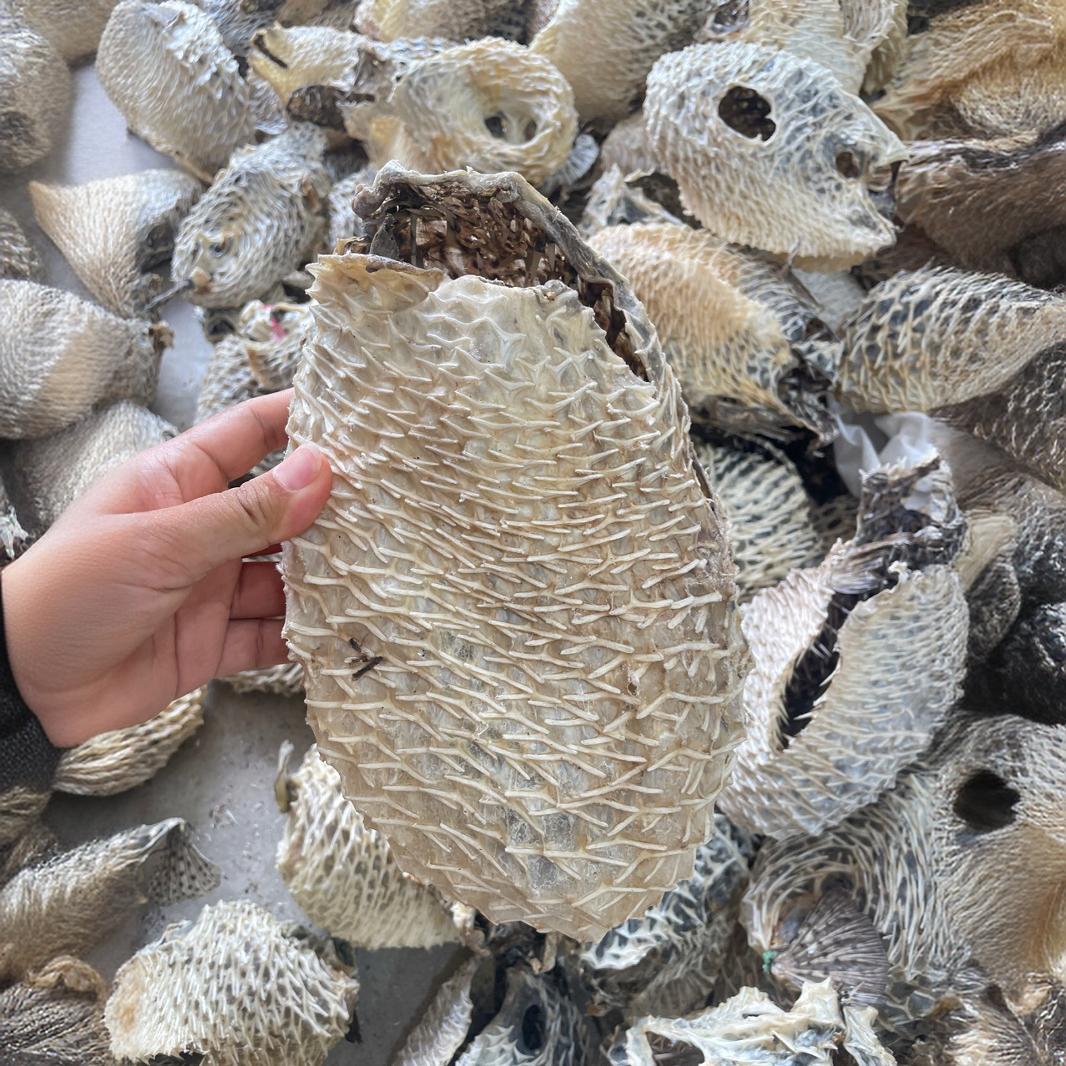 爱鱿鱿海味批发刺龟鱼皮胶海刺猬皮 500g刺龟皮刺豚鱼皮海产批发