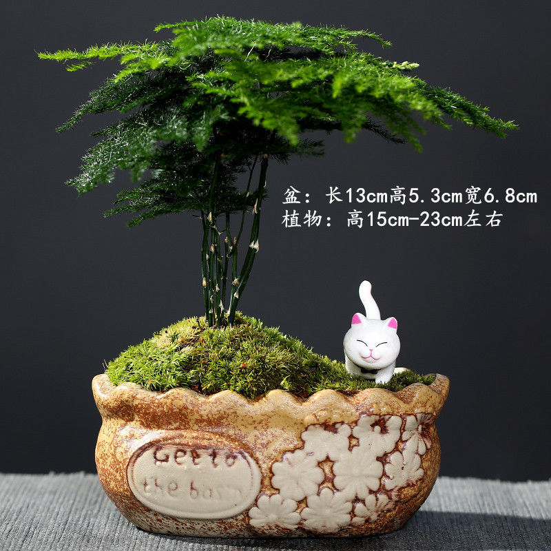 거친 도자기 기본 + 랜덤 고양이 + 아스파라거스