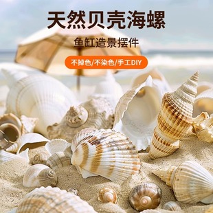 Crazy Water Grass Natural Real Shell Conch Fish Tank Landscape Starfish Hermit Crab Shell Escape House Crafts Ornaments