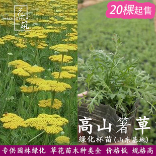 花壇植物圖片 海量高清花壇植物圖片大全 阿里巴巴