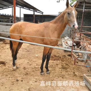 安徽骑乘马什么品种好 半血马 蒙古马多少钱一匹