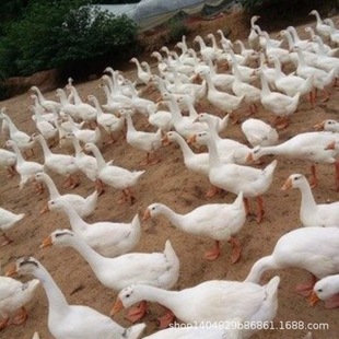 С�Z�������ڪ{�^�Z �ת{�^ �Ҫ{�^  �{�^�Z�� ������ ���Z���Z