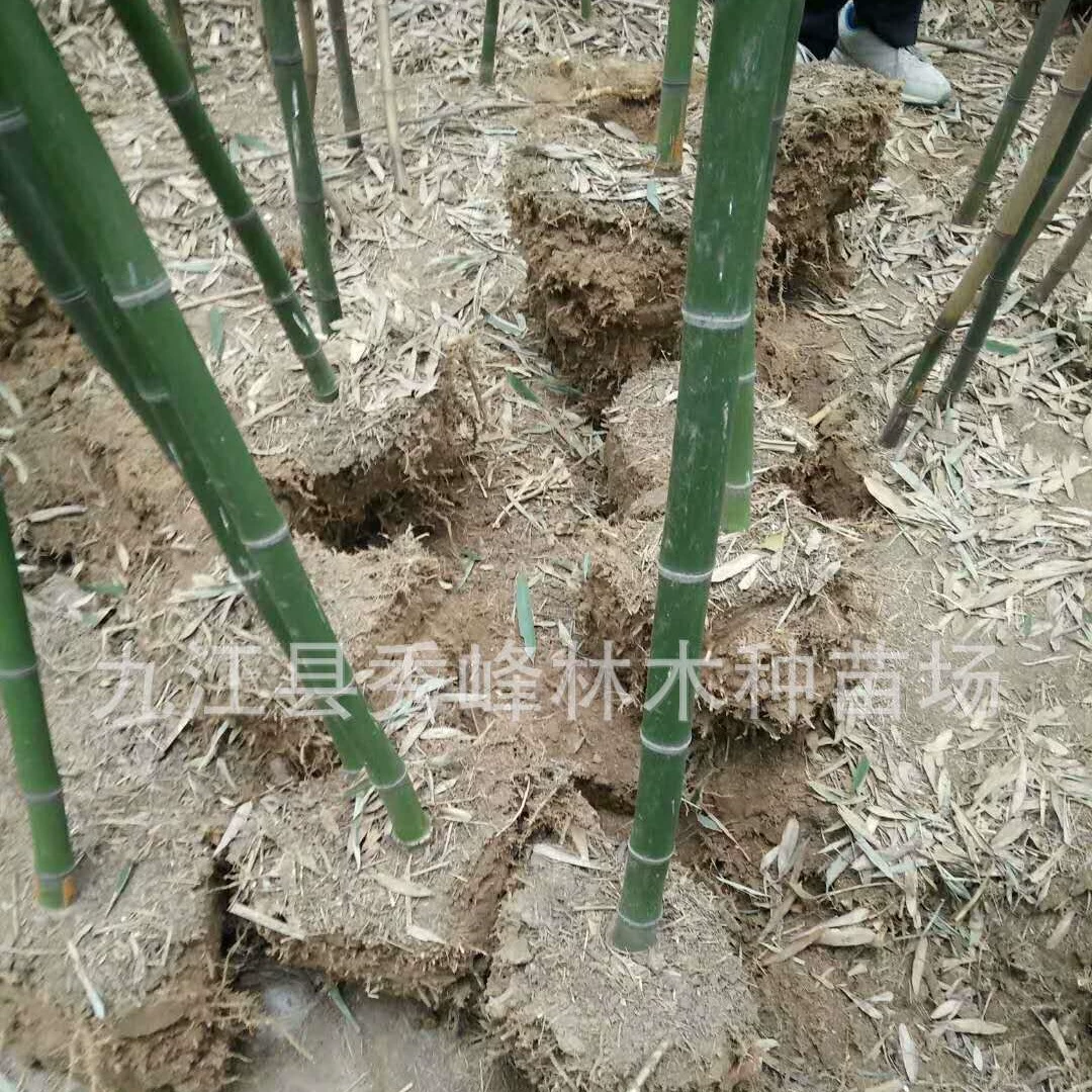 В Цзянси Цзюцзянь большое количество бамбука на продажу Лушаньский бамбук 2cm Бамбук 3cm Бамбук 4cm