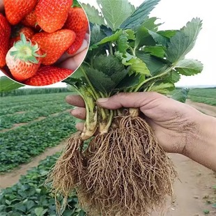 �ļ���ݮ�����ͼt�ݮ������Nֲ��ݮ���Ԯ���Y�����玧������