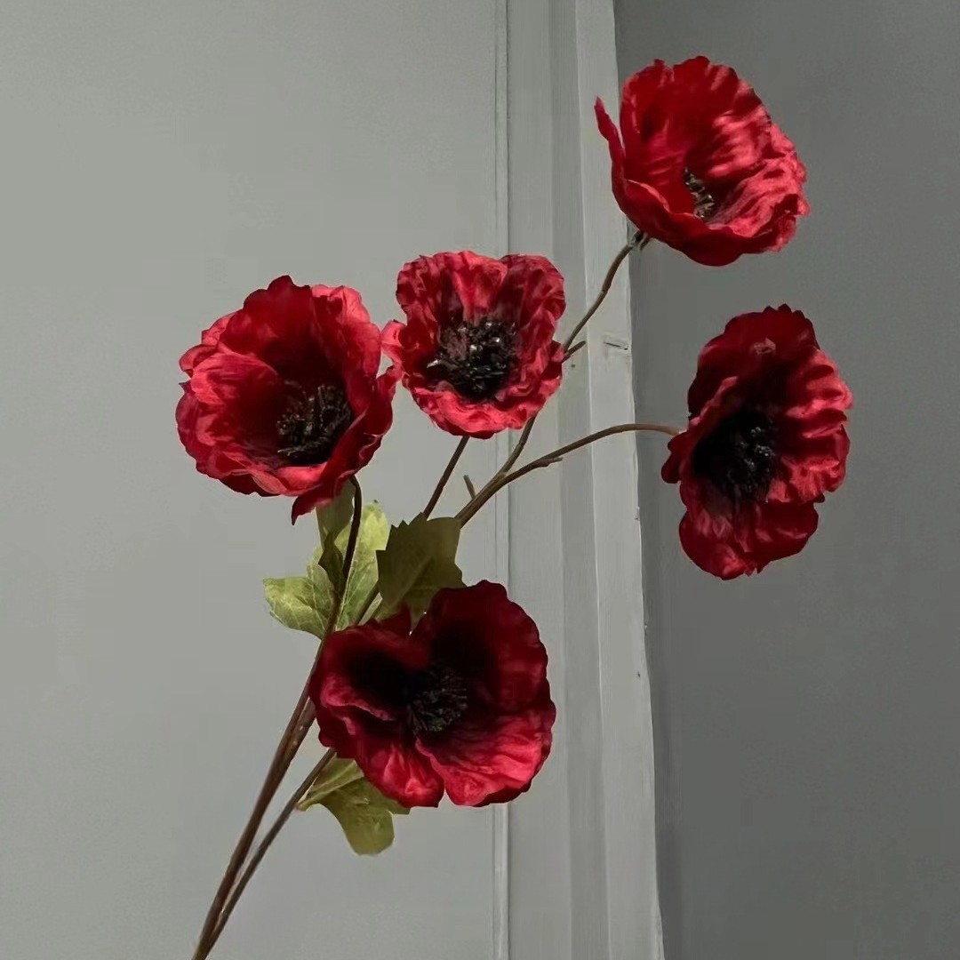 5 bunga poppy