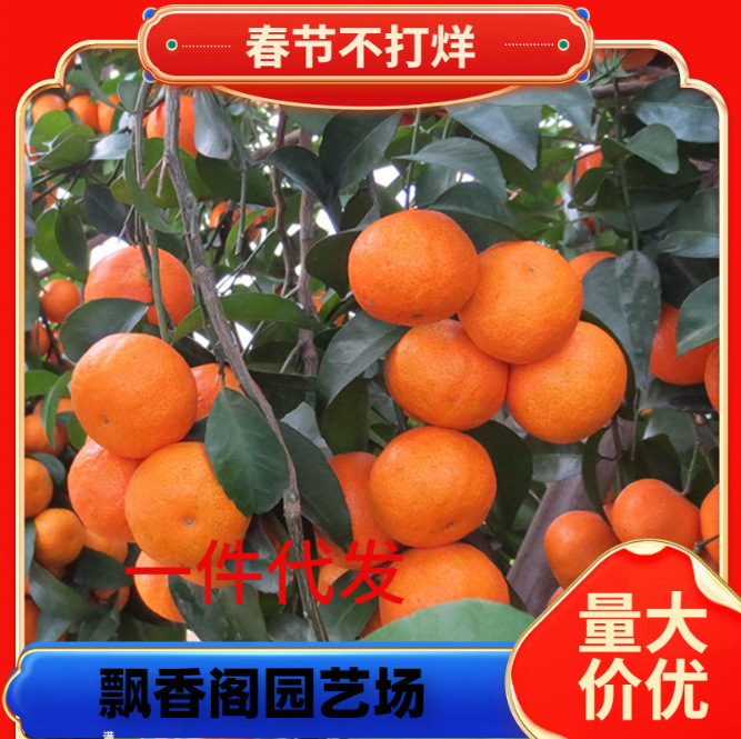 爱媛28号柑桔红美人橘子树苗嫁接早熟杂柑果树苗盆栽果树当年结果