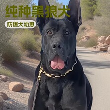 定制大型黑狼护卫犬防爆犬幼崽活体狗狗狩猎犬幼犬宠物狗狼狗小狗