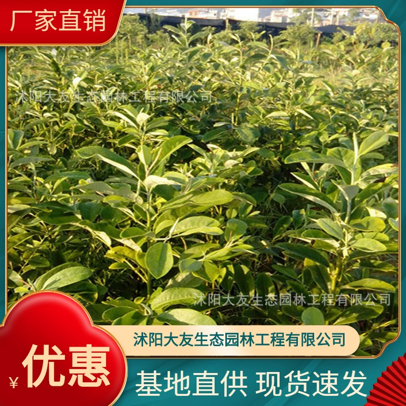 Базовая оптовая продажа собственного производства и самостоятельной продажи глубоководных горных улыбающихся саженцев ландшафтный дизайн живописных мест Дорога Садовая техника Озеленение саженцев