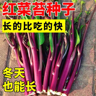 ʮ���r�t��̦�N�ӷN�яV�|���Ѵ����ļ������Ϸ�������ȫ�߲˷N��