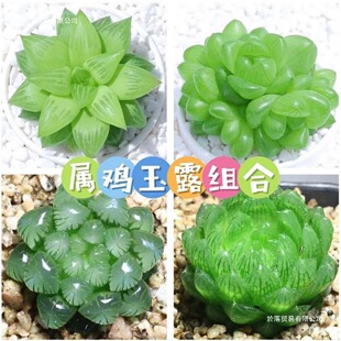 ���u��¶ֲ��M��ʮ������¶����ֲ�����Լ���¶����ˮ��ҊԔ