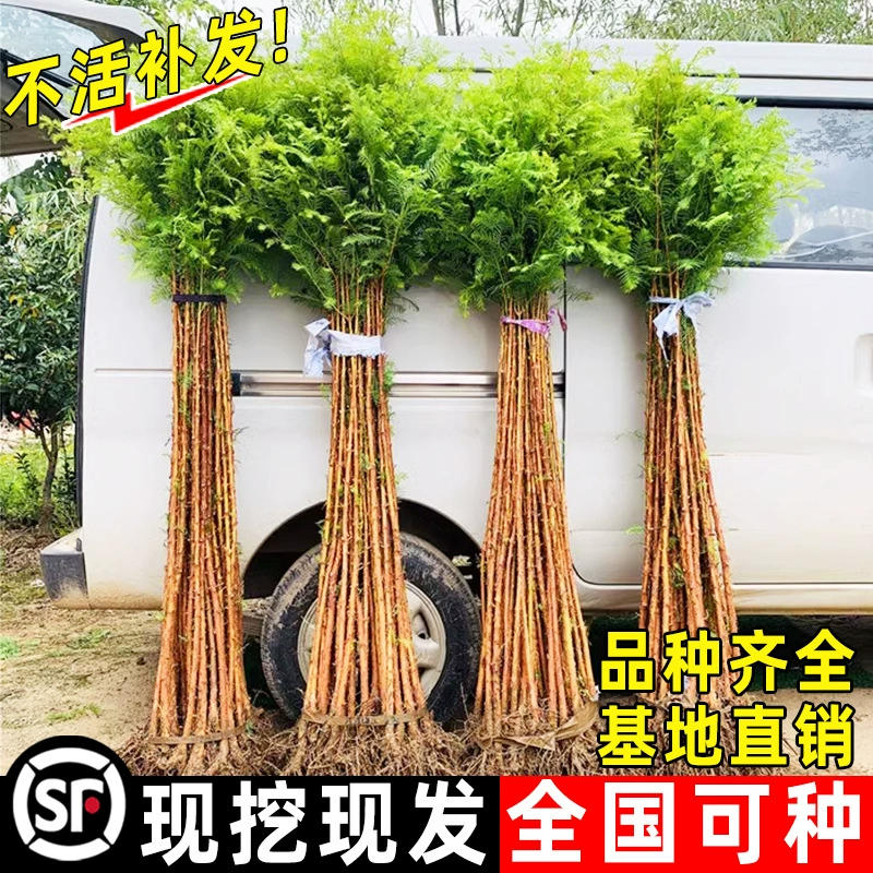 Саженцы метасеквоя, лысого кипариса и прудового кипариса для защиты склонов двора и ландшафтного дизайна в северных и южных регионах, вечнозеленые деревья для всех сезонов.