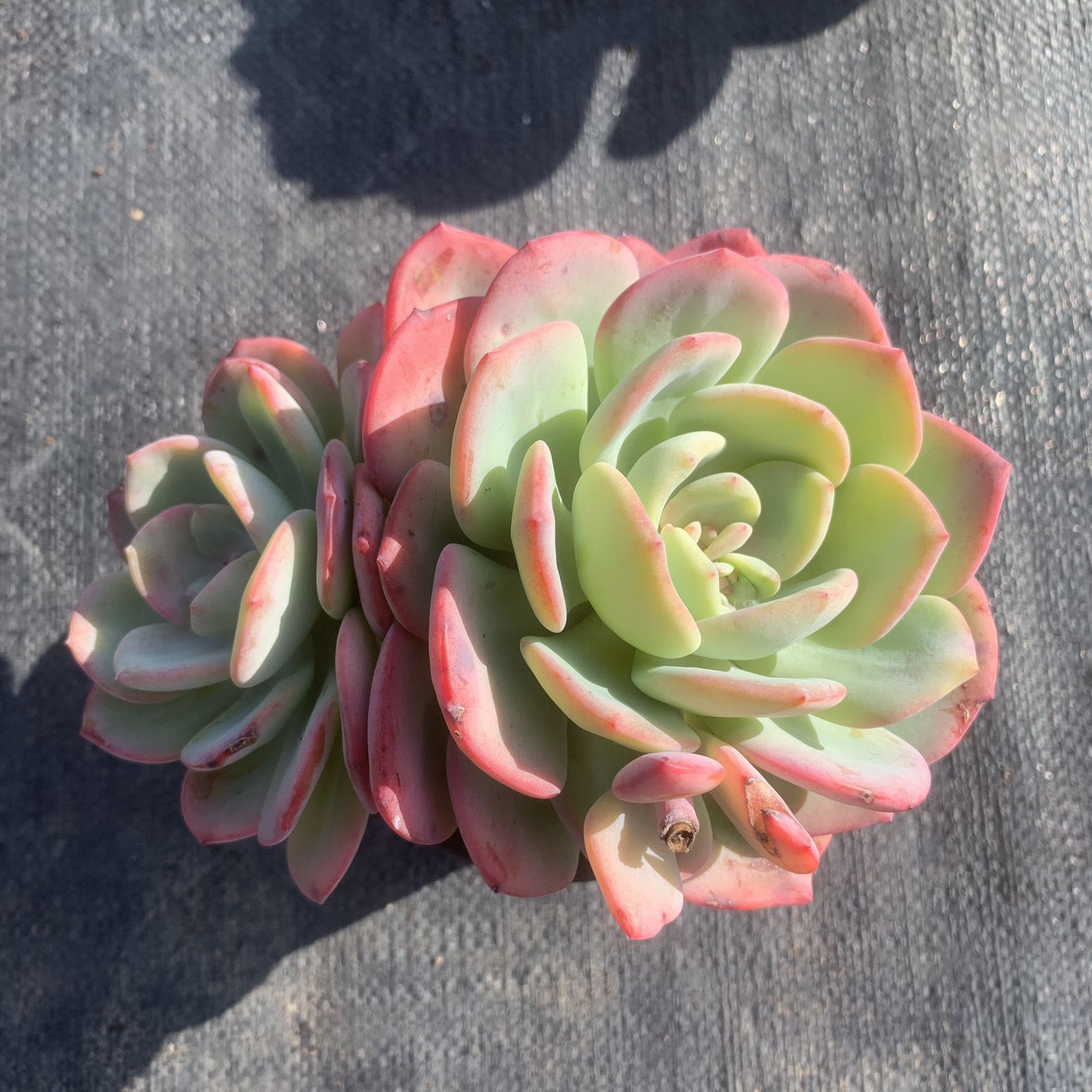 흰달빛 쌍두 10-12cm (플라스틱 화분으로 배송이 용이함)