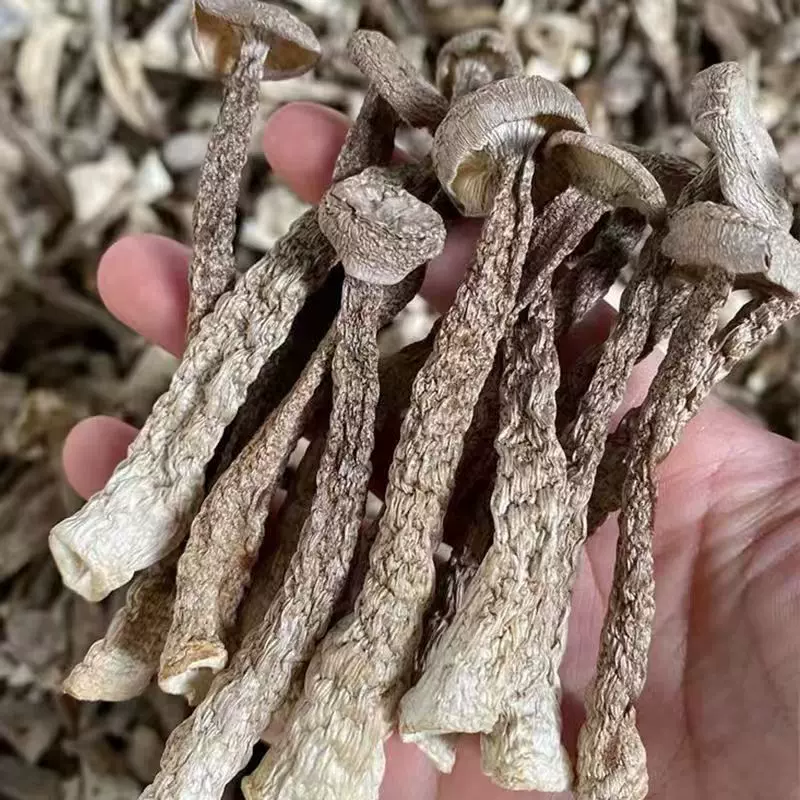 【无熏硫发货】高山鹿茸菇干货炒腊肉农家特产脆脆菇净重炖汤批发